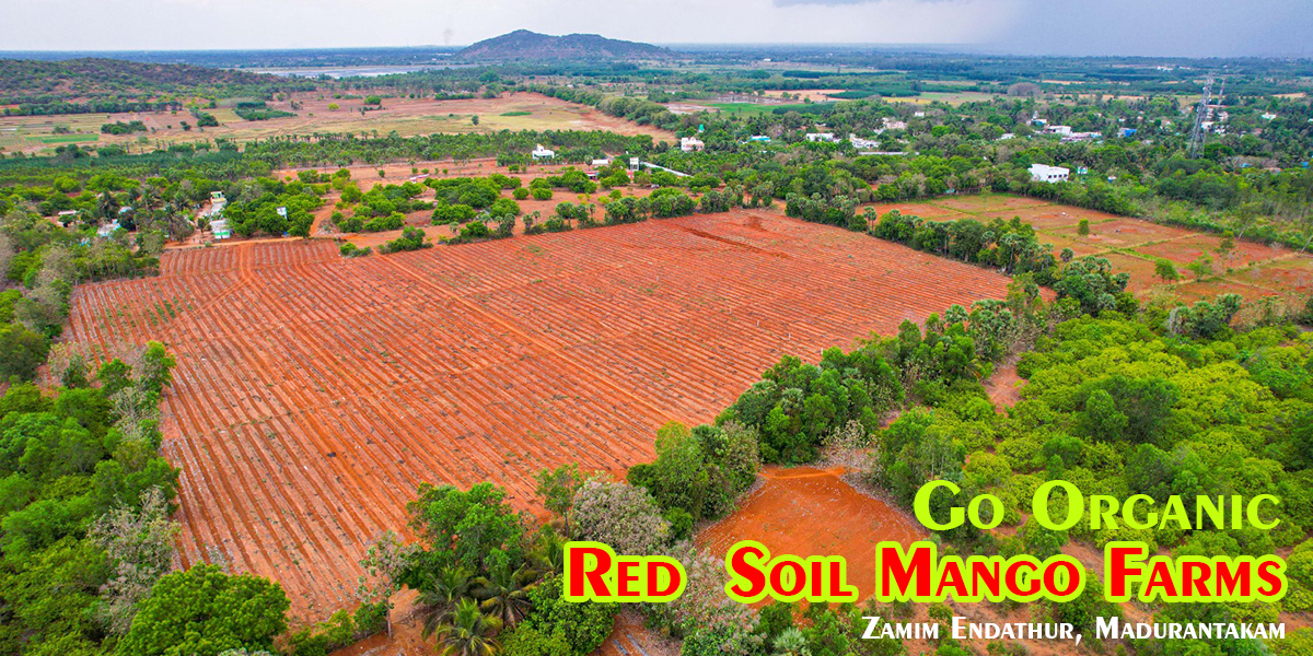 red soil mango farms cover